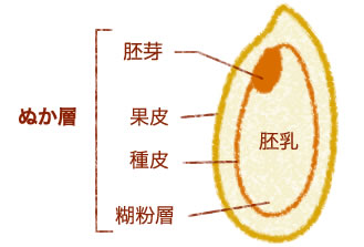 玄米の構造図